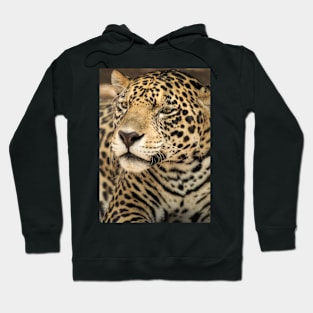 12818 big cat Hoodie